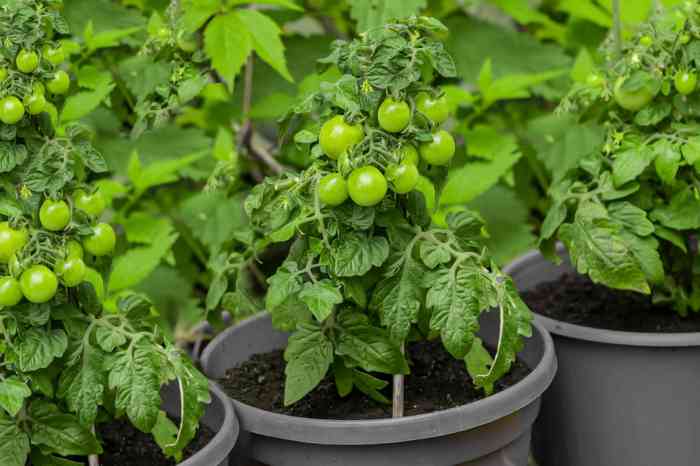 How to plant tomatoes in pots