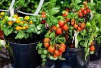 How to plant tomatoes in pots