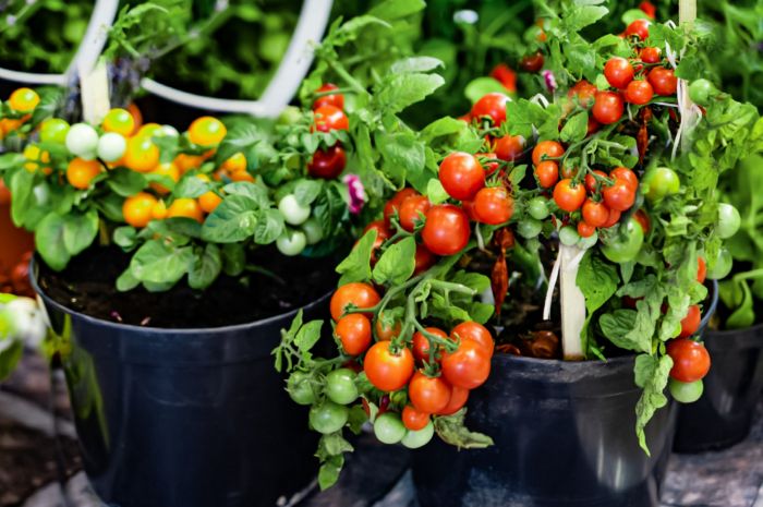 How to plant tomatoes in pots